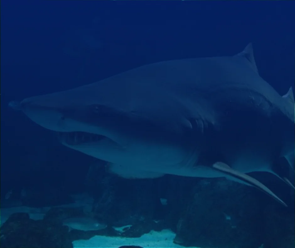 Naturaleza Exprés ¡en familia!: TIBURONES